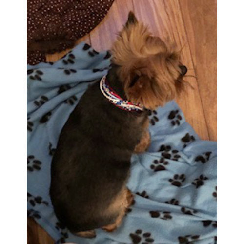 Patriotic Stars Dog Collar model dog 1