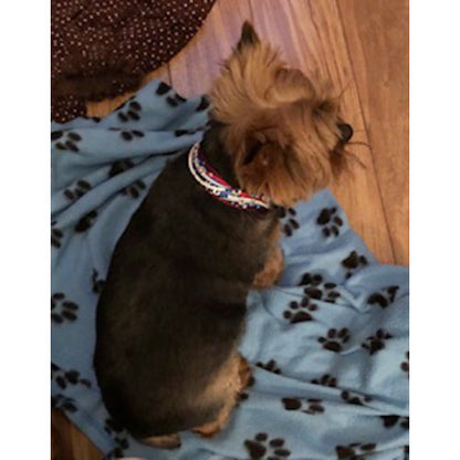 Patriotic Stars Dog Collar model dog 1