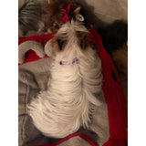 Pretty Little Thing Ruffled Pet Collar dog model