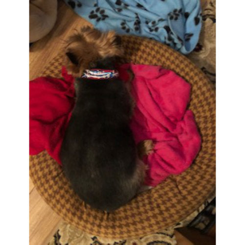 Patriotic Stars Dog Collar model dog 2