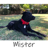 Model dog wearing 2 inch wide nylon collar for big dogs