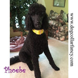 2 Inch Wide Big Dog Collar poodle model