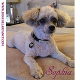 Double Bubble crystal pet collar model dog