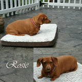 Bling Clips Collars Bracelets Chokers - model dog 3