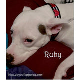 Fancy Stripes and Hearts Print Pet Collar model