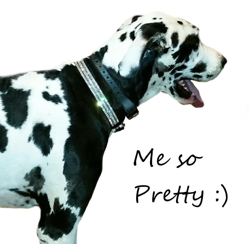 Custom Crystal Pet Collar Large - For medium to large dogs - dog-collar-fancy