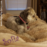 Bling Clips Collars Bracelets Chokers model dog 4