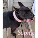 Model dog in 2 inch wide Princess Diamonds collar