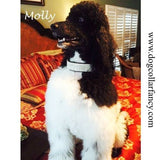 Sparkle Diamonds 2 Inch Wide Crystal Dog Collar - For large dogs - dog-collar-fancy
