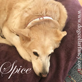 A Love Story Crystal Pet Collar - For dogs and cats - dog-collar-fancy