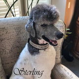 Cinnamon and Sterling Crystal Dog Collar model