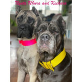 Nyota Uhura and Ketchara big dog collars for every day wear