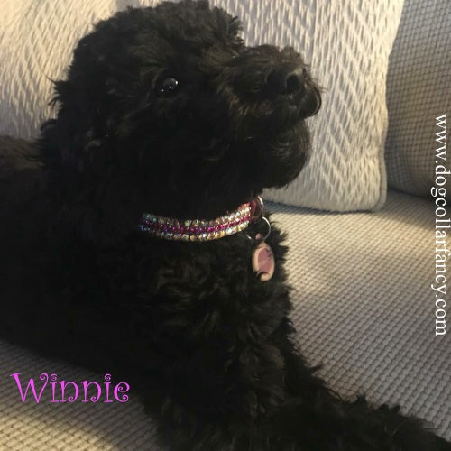 Kiss Me Pretty Crystal Pet Collar - For dogs and cats - dog-collar-fancy